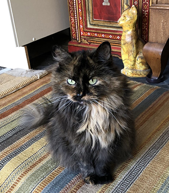 Long haired black cat sitting upright